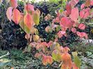 Cornus florida "Cloud Nine"
