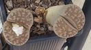 Lithops karasmontana cu floare alba