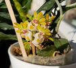Gastrochilus japonicus (2021)