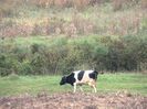 w-Vaca la pascut-Country Cow