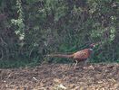 w-FAZAN-Pheasant