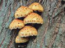 w-Ciuperci de pom-Tree Mushrooms