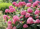 Hortensie-Pink-Annabell