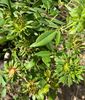 Viridiflora