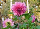 Cafe au lait rose