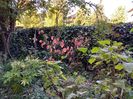 Cornus florida Cloud Nine