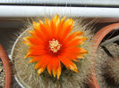 Parodia nivosa