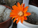 Rebutia