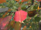 w-Frunze de par toamna - Autumn Pear leafs