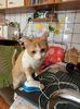 IMG-20220406-WA0013