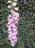 IMG-20220525-WA0004
