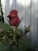 IMG-20220525-WA0005