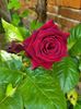 IMG-20220605-WA0000