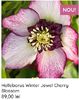 Helleborus Winter Jewel Cherry Blossom