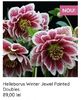 Helleborus Winter Jewel Painted Doubles