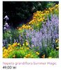 Nepeta grandiflora Summer Magic