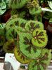 Img.2022.10.15-begonia masoniana