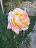 IMG20221025082650