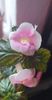 received_661309575412603