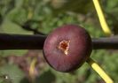 w-Smochina - Fig fruit