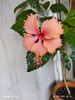 Hawaiian