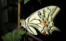 35062124_DVTIDTHIG