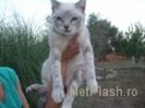 31689125_MEAQNPIHS