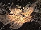 w-LIBELULA-DRAGONFLY