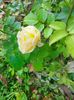 IMG20221030111217