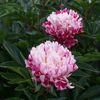 paeonia_candy_stripe-1