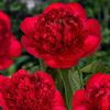 Paeonia_Red_Charm_1