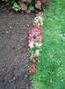 Img.2022.10.31-eis begonia