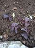 Img.2022.10.31-oxalis