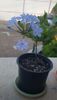 Plumbago bleu