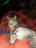 IMG-20221012-WA0001