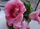 Gloxinia roz cu gtena in mijloc 