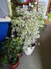 Ficus benjamina 2