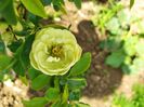 Chaenomeles speciosa 'Kinshiden