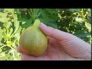 big fig