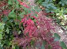 Acer palmatum "Hana Matoi"