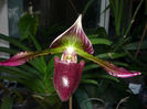 Orhideea Papucel