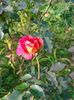 IMG20221105103514