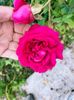 IMG20221105094252