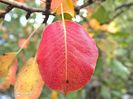 w-Culori de toamna - Autumn colors