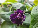 Purple Passion