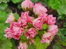 Australian Pink Rosebud