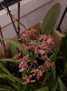 oncidium "rosy sunset"