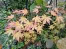 Acer "Orange Dream"