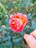 IMG20221110165203