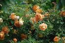 Lady of Shalott (tufa) 60